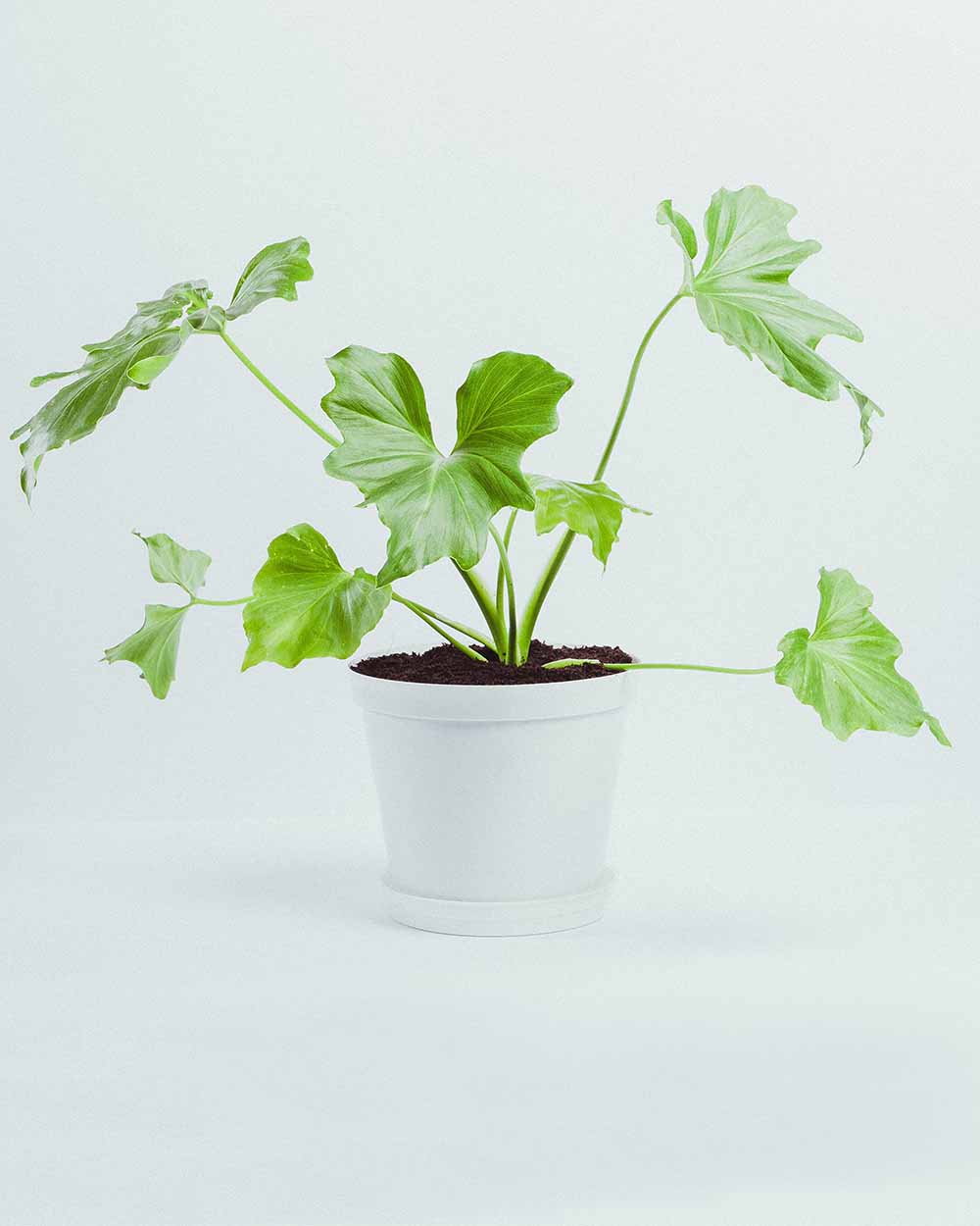 Philodendron xanadu plant in white plastic pot