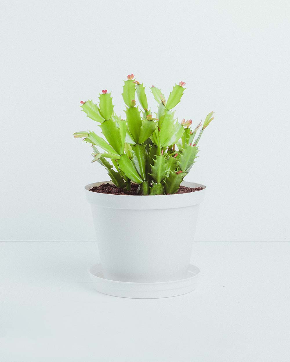 Christmas cactus plant in white plastic pot