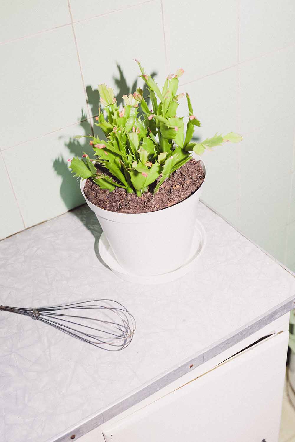 Christmas cactus plant in white plastic pot on kitchen counter