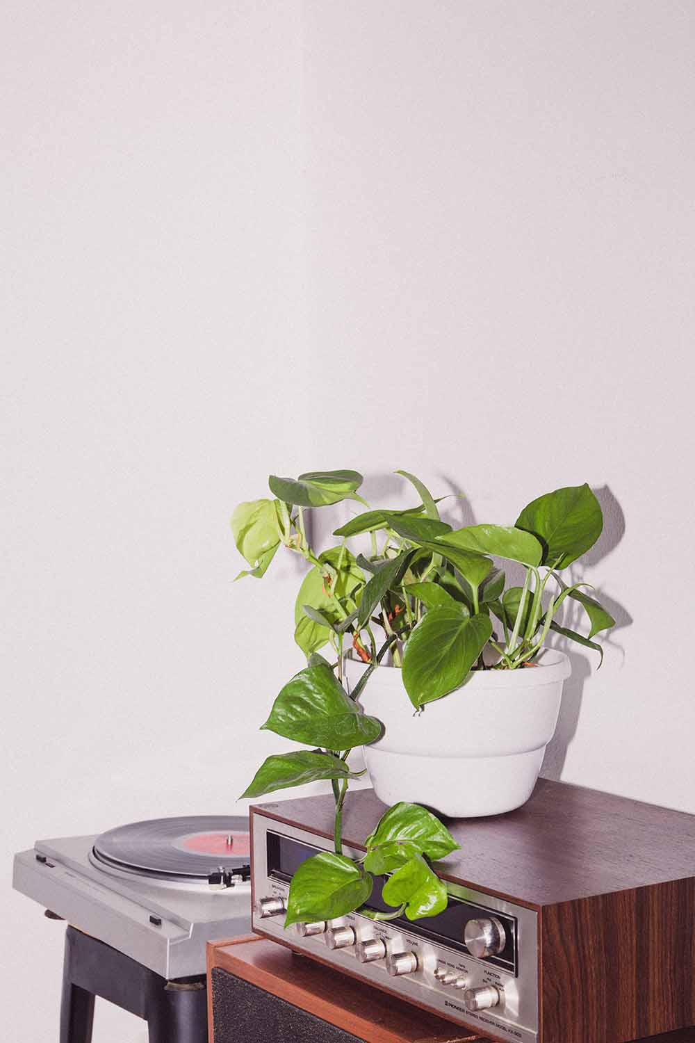 Heartleaf philodendron in white plastic pot on record player