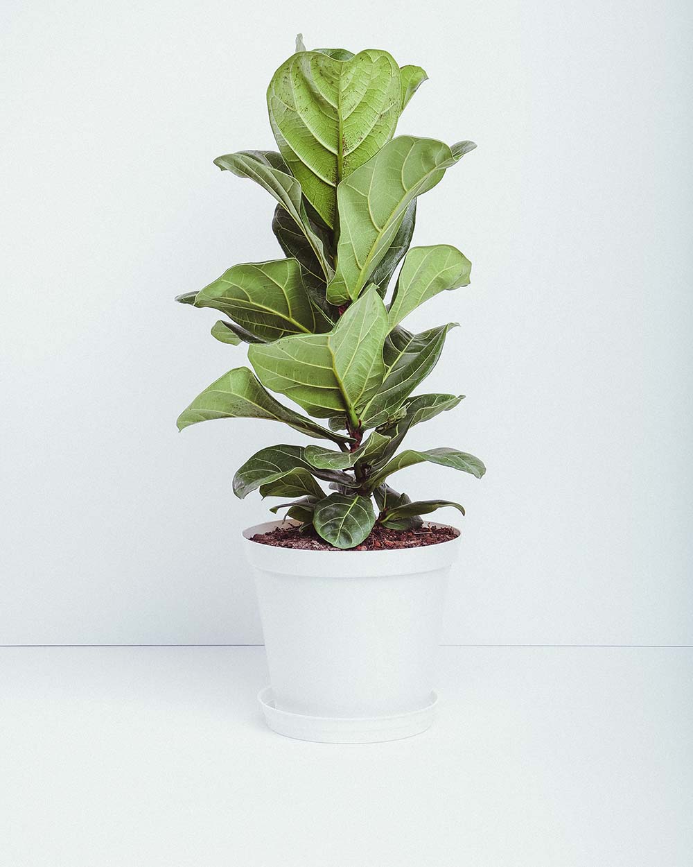 Fiddle leaf fig tree in white plastic pot