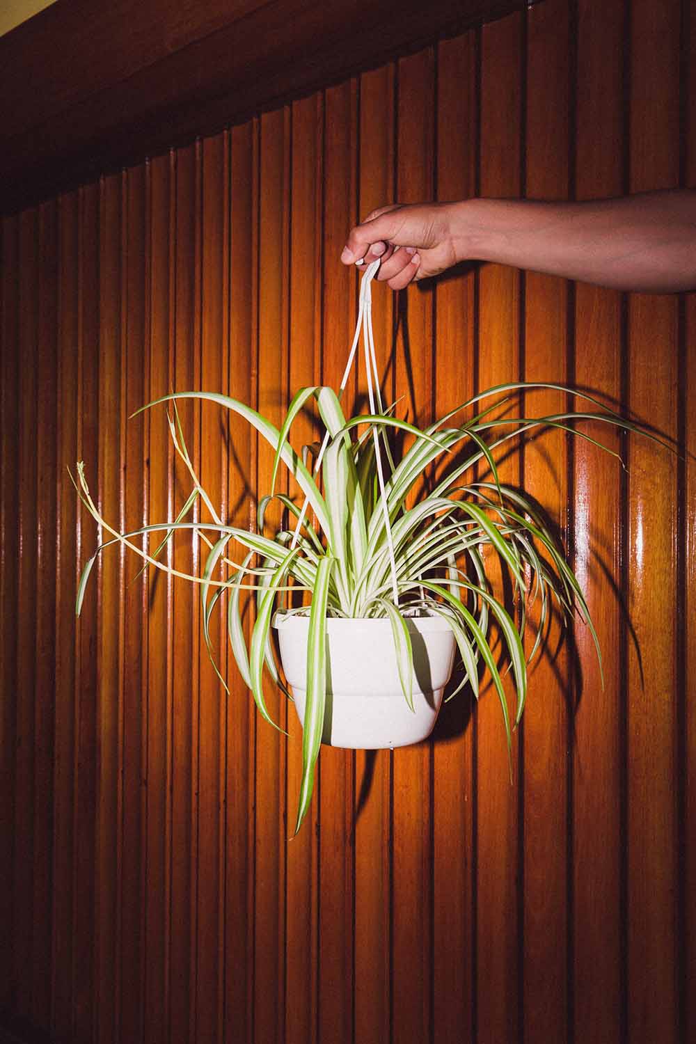 Hand holding hanging spider plant in white plastic pot